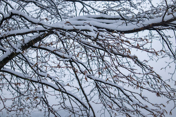 Branches with snow in winter