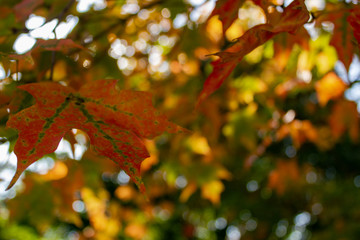 Leaf thumbnail, fall background, orange leaf