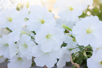 White Petunia flower bloom in the garden with sunlight on blur nature background.