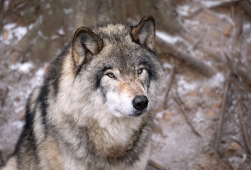 Naklejka na ściany i meble A lone Timber wolf or Grey Wolf Canis lupus portrait in the winter in Canada