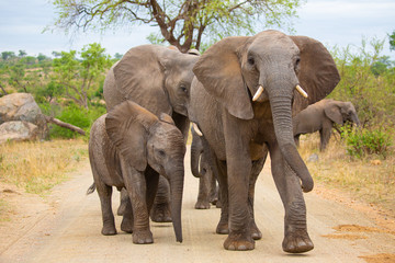 Alert Elephant Herd