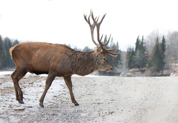 Naklejka na ściany i meble Red deer stag with large antlers walking along the road in the winter snow in Canada