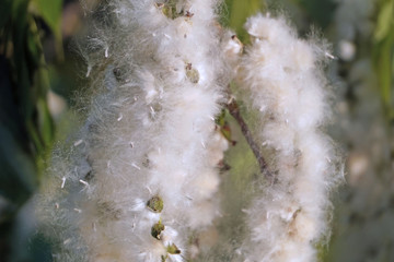 White fluff lies on the edge of the road on the green grass. concept poplar allergy - spring time -...