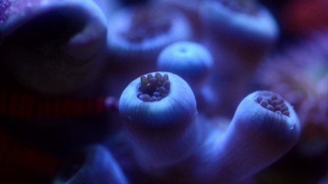 Miami vice zoa coral and hermit crab
