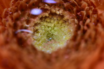Beautiful flowers in Japan. Macro shot. Brilliant colors with dew drops on the flowers.