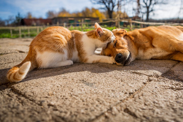 dog and cat play together. cat and dog lying outside in the yard. kitten sucks dog breast milk. dog and cat best friends. love between animals.