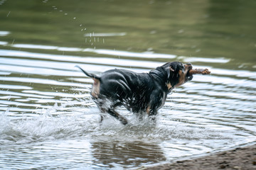 A black dog is running trough a lake splashing water around him