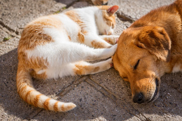 dog and cat play together. cat and dog lying outside in the yard. kitten sucks dog breast milk. dog and cat best friends. love between animals. © Ivan