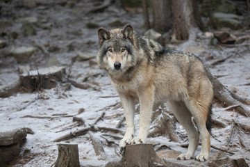 A lone Timber wolf or Grey Wolf Canis lupus portrait in the winter in Canada