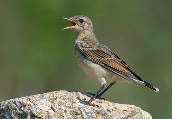 Northern Wheatear posing on big rock with open beak being thirsty or calling loudly 