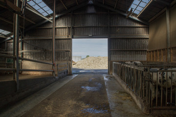 private livestock farm with cows and bulls on a farm in Holland. Meat and dairy production in Europe.