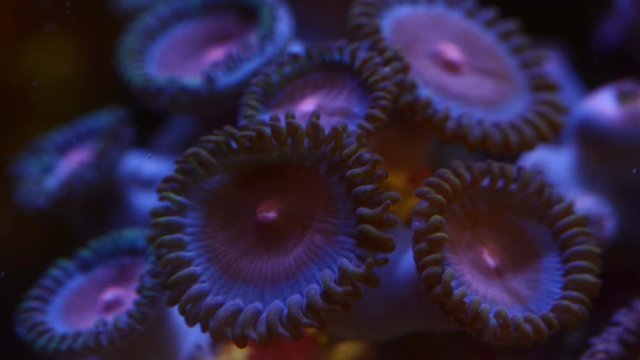 Miami vice zoa coral