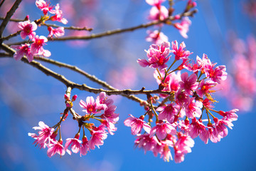 Beautiful pink flower of Sakura or Wild Himalayan Cherry tree in outdoor park with blue sky at Nan in Thailand