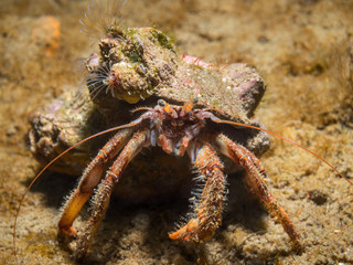 hermit crab on sand