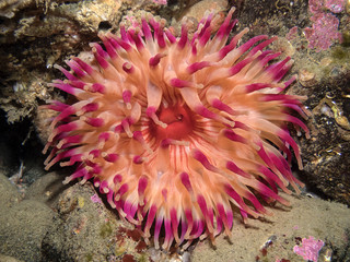 Naklejka na ściany i meble colorful sea anemone on the stones 