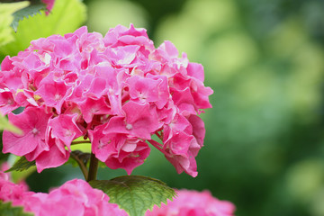 Rosa, bzw. pinke Hortensie leuchtet im Sommer vor grünem Garten-Hintergrund.