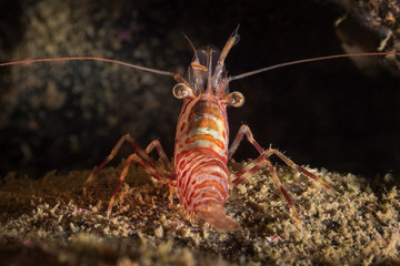 shrimp Lebbeus polaris on the stone