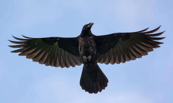 Young Common Raven hovers high in blue sky with stretched wings and tail