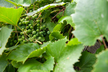 Vine and ripening grapes on a sunny day