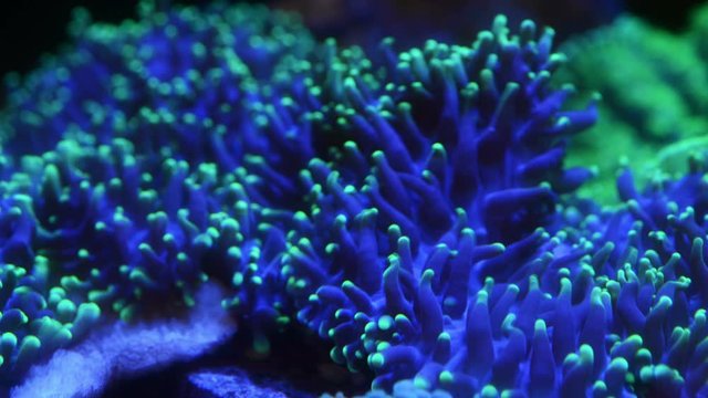 green hairy mushroom coral