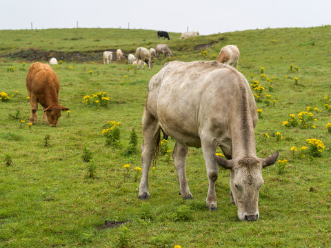 Herd of cattle grazing on landscape, Cliffs of Moher, Lahinch, County Clare, Ireland