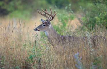 Naklejka na ściany i meble A wild White-tailed deer buck with velvet antlers on an early morning in summer in Canada 