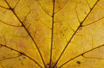Yellow leaf close-up