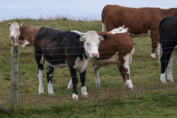 Fototapeta na wymiar Cattle on a farm, Cliffs of Moher, Lahinch, County Clare, Ireland