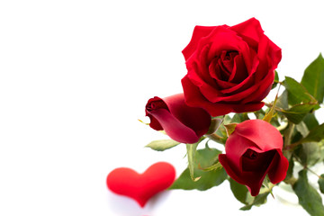 red rose and heart isolated on white background , vaientine day