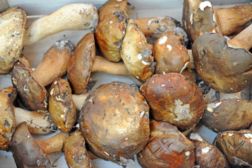 seasonal fruit and vegetables - shopping at the market - porcini mushrooms