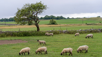 Sheep grazing in pasture, Tuam, County Galway, Ireland
