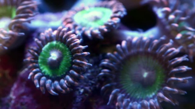 Pink krakatoa zoa opening up