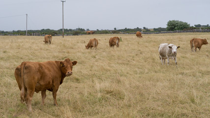 Cattle grazing in field, Headford, County Galway, Ireland