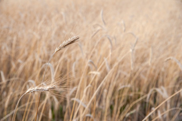 Fototapeta premium Ripening ears of wheat. Beautiful sunset in a sunny summer day.