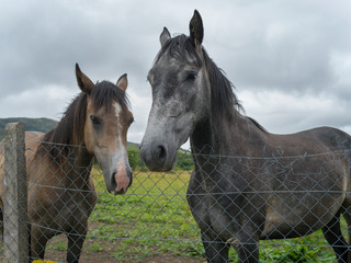Horses on a farm, Crossmolina, County Mayo, Ireland
