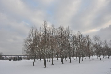 Winter Grove of Bare Trees in Snowy Field