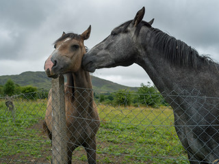 Two Horses on a farm, Crossmolina, County Mayo, Ireland