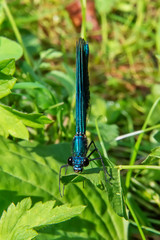 Beautiful blue dragonfly on grass