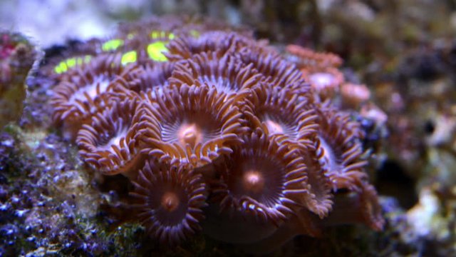 Zoanthus polyps in coral reef aquarium tank