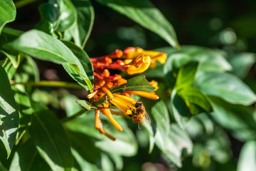 Obraz premium Macro photography of busy honey bee isolated against a colorful bokeh background pollinating freshly bloomed flowers on a summer morning 