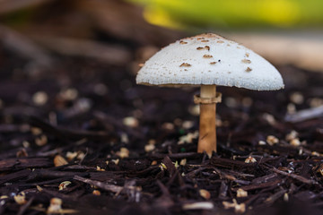 Amanita phalloides or Deathcaps highly poison's mushrooms growing naturally macro photography isolated bokeh background