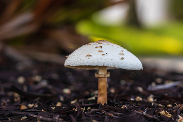 Amanita phalloides or Deathcaps highly poison's mushrooms growing naturally macro photography...