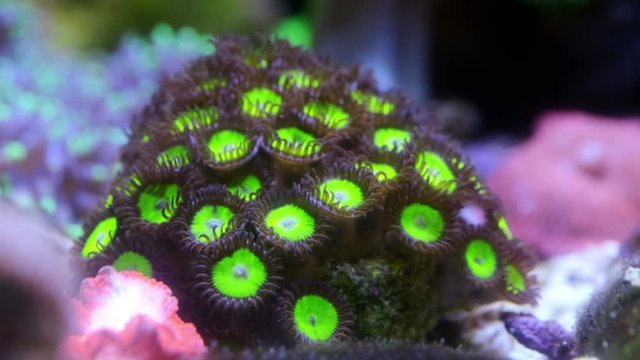 Green apple zoanthid coral polyp
