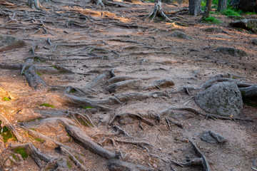Winding tree roots bulging out of the ground