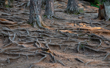Winding tree roots bulging out of the ground