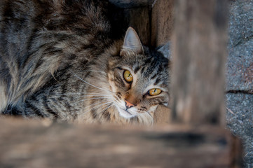 Obraz premium portrait of long haired european cat playing in the yard