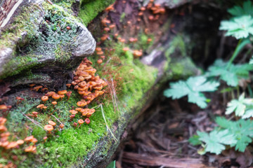 Small mushrooms and moss grow on stones. Forest magic
