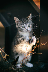 kitten cat stands up and say bravo