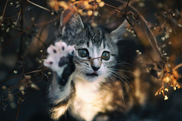kitten cat waves at sunset