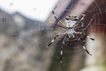 ARAÑA DE JARDIN O ARAÑA TIGRE(ARGIOPE ARGENTATA)